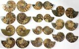 Lot: to Cut/Polished Ammonite Fossil - Pairs #117037-3